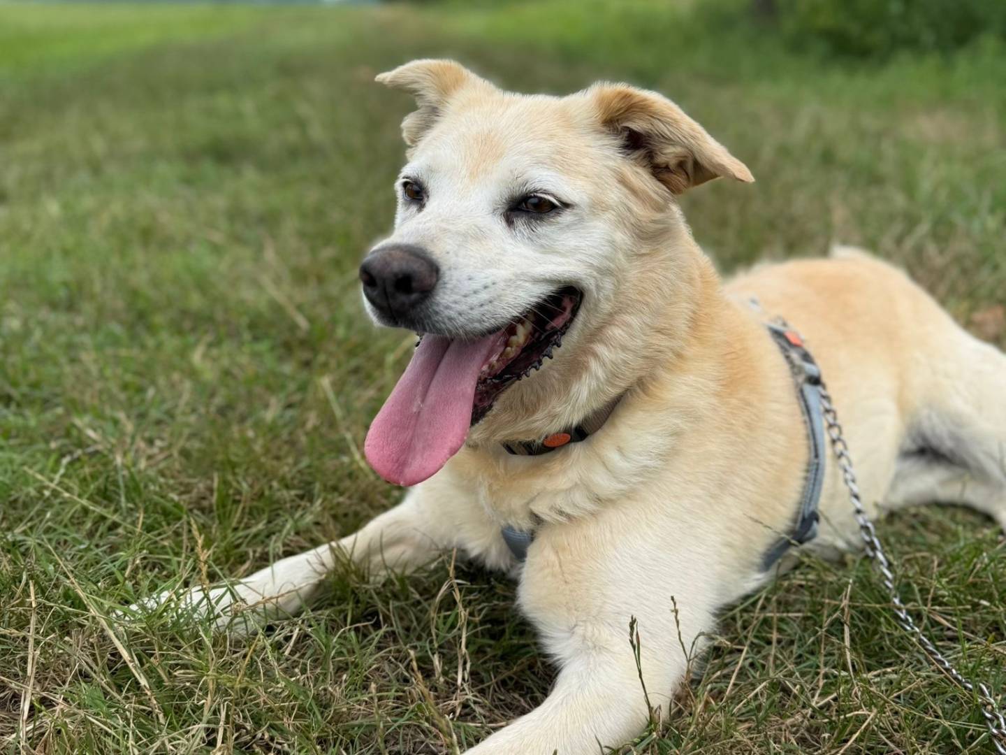 Adotta un cane, femmina, 10 anni e 1 mese, Cremona