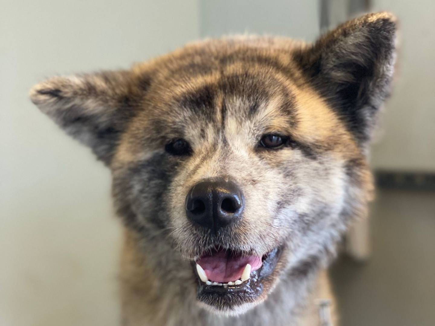 Adotta un cane, femmina, 6 anni e 1 mese, Pisa