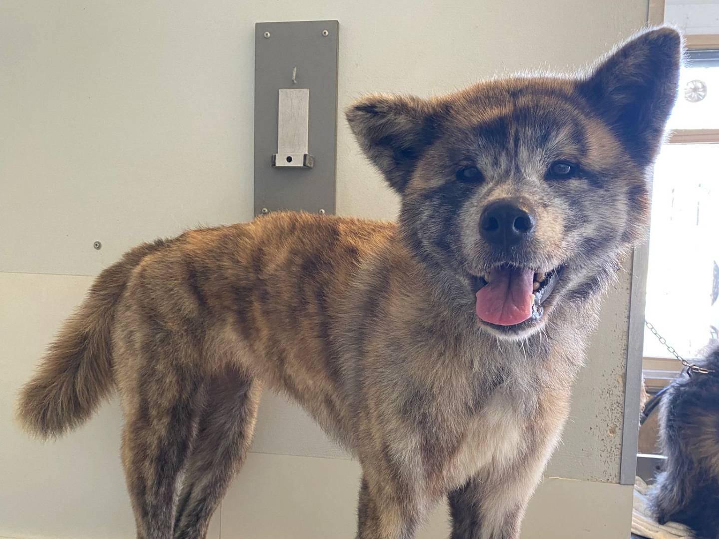 Adotta un cane, taglia grande, femmina, Pisa