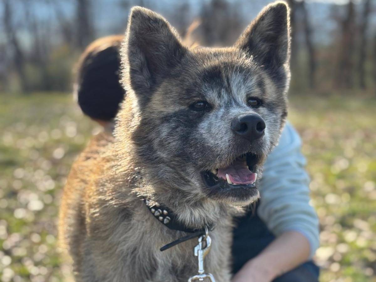 Vuoi adottare un cane a Pisa?
