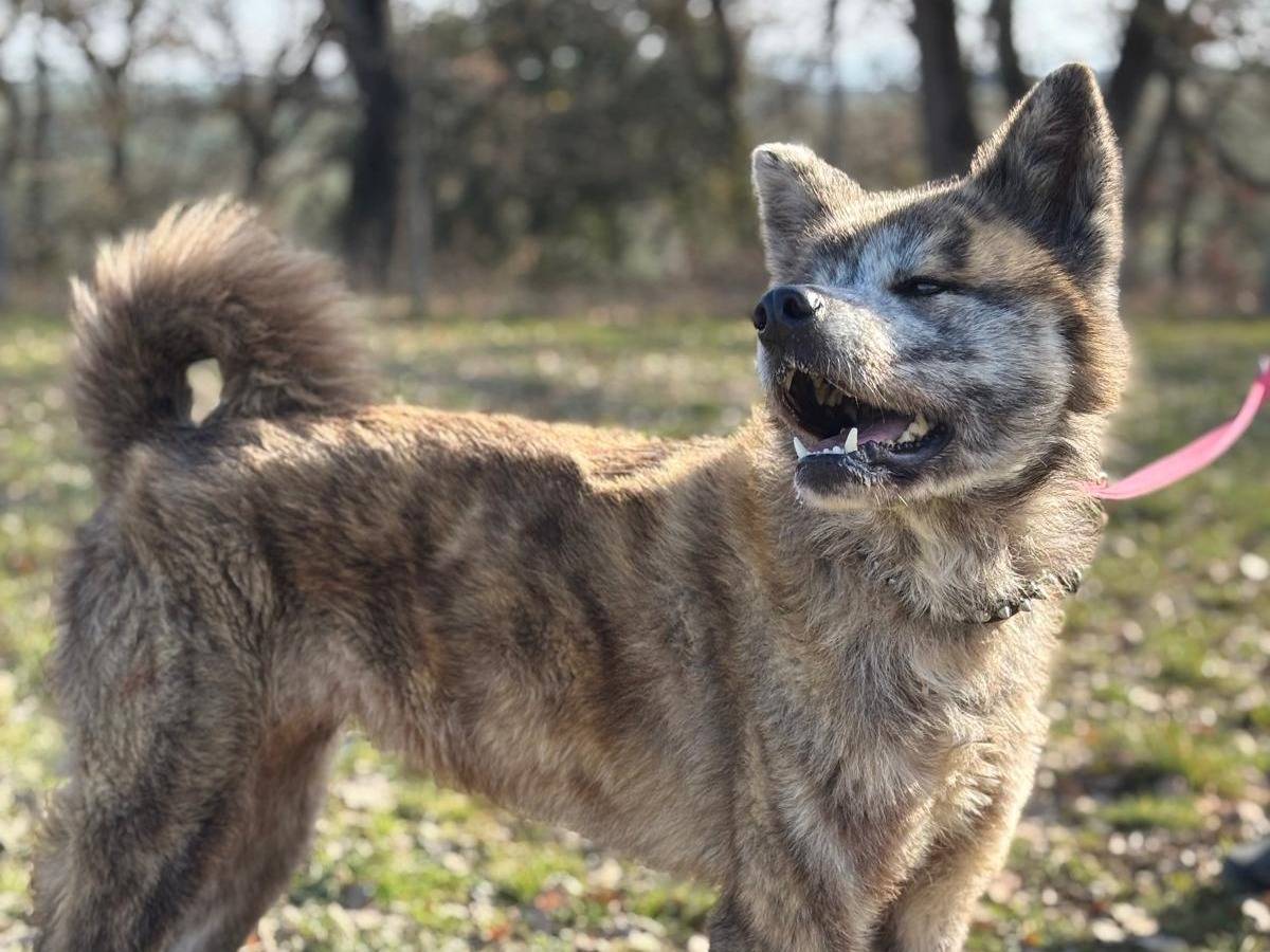Adotta il cane Toshiko a Pisa