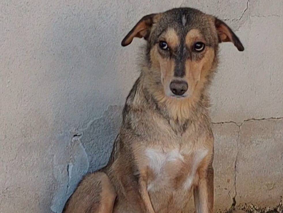Adozione cane, femmina, Razza sconosciuta Razza sconosciuta, 2 anni e 11 mesi, taglia media, Bari