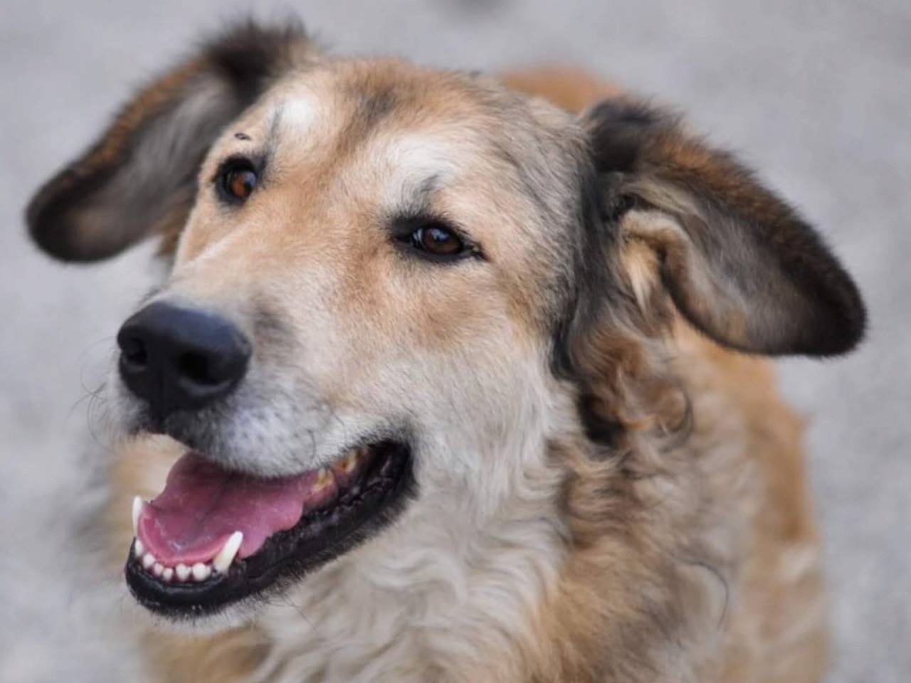 Vuoi adottare un cane a Chieti?