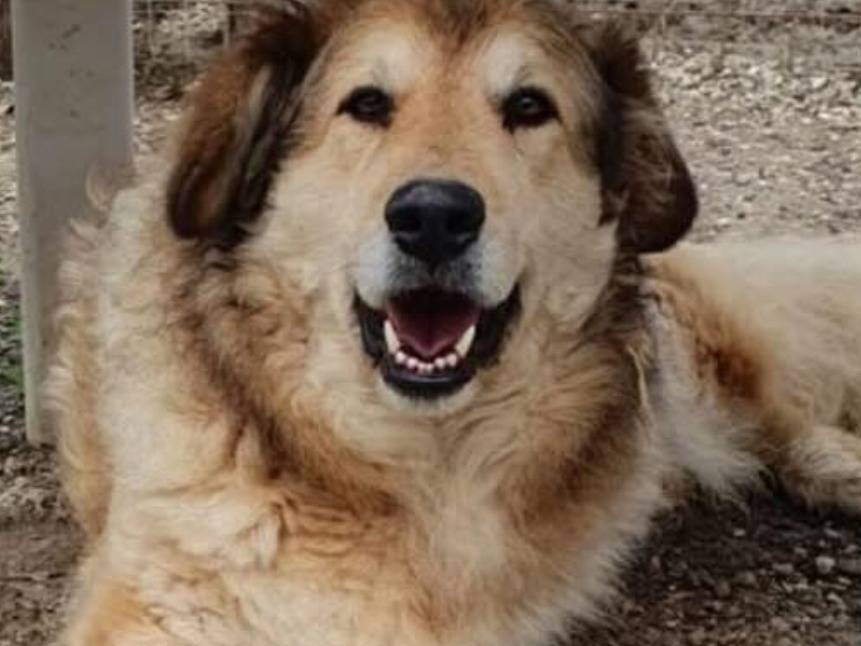 Adotta il cane DARIO  a Chieti