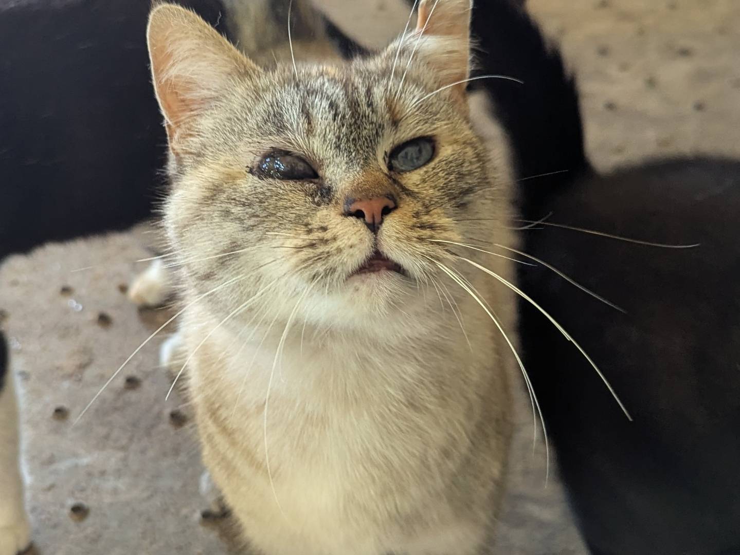 Adozione gatto, femmina, Razza sconosciuta Razza sconosciuta, 6 anni e 10 mesi, taglia non valida, Teramo