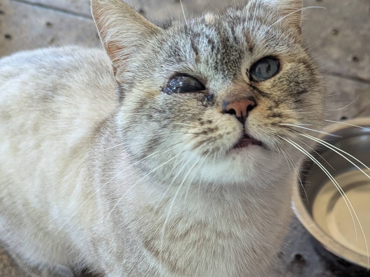 Adotta un gatto, femmina, 6 anni e 10 mesi, Teramo