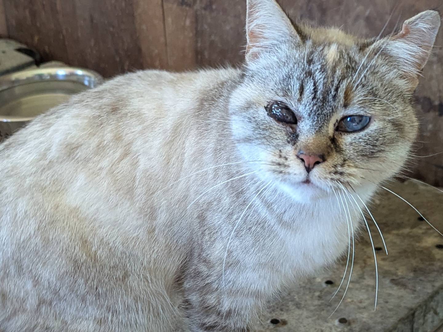 Adotta un gatto, taglia non valida, femmina, Teramo