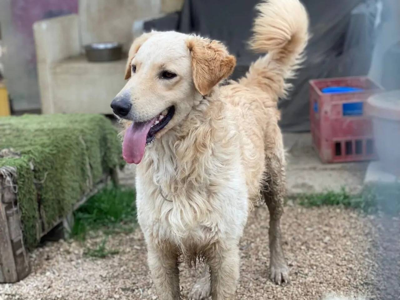 Adotta il cane Gronchy a Chieti