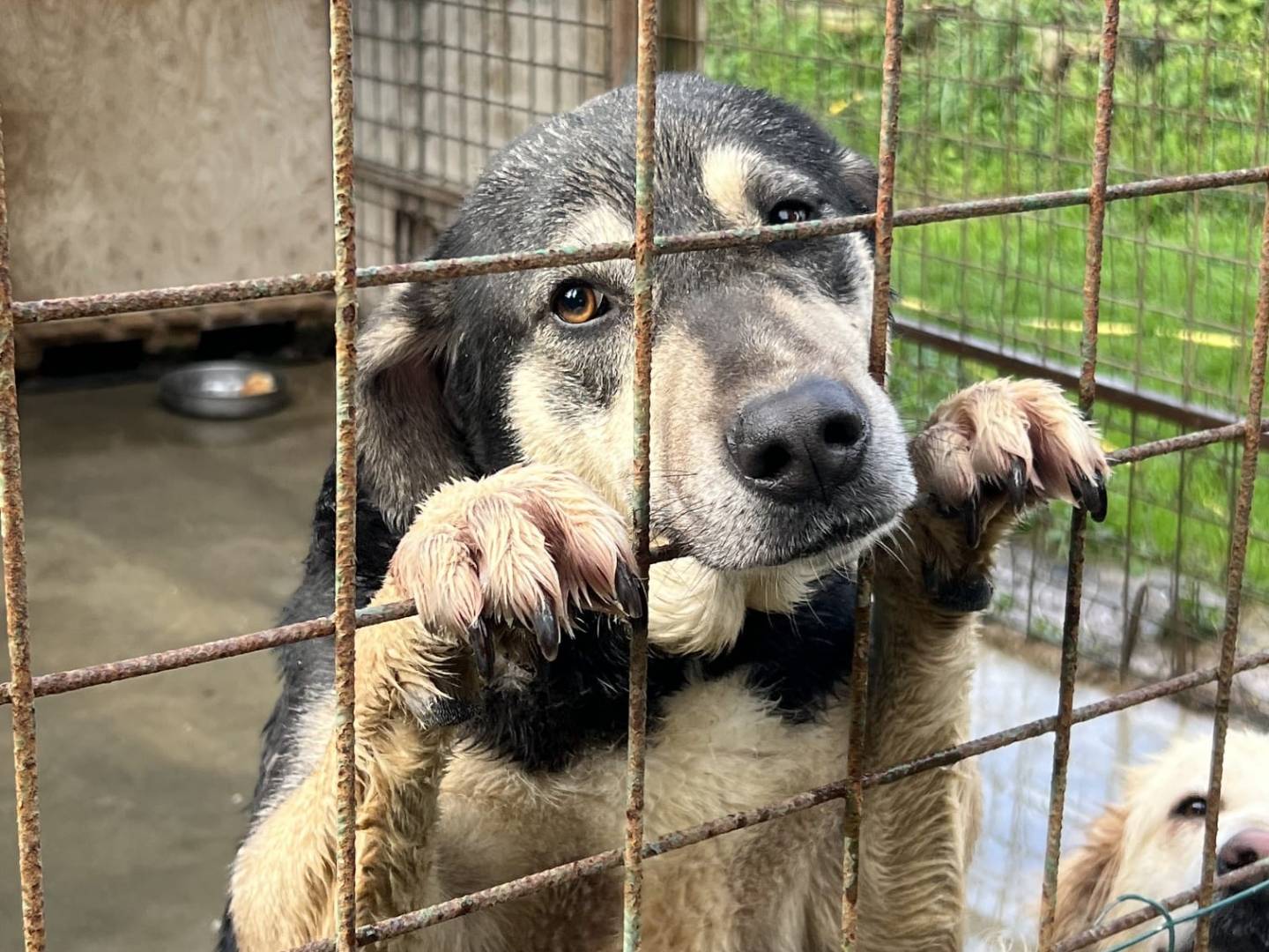 Adozione cane, femmina, Razza sconosciuta Razza sconosciuta, 3 anni e 1 mese, taglia media, Messina