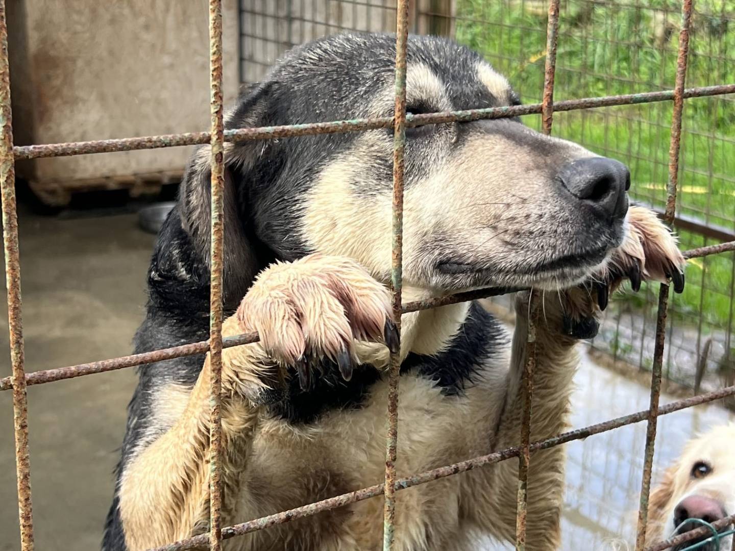 Adotta un cane, taglia media, femmina, Messina