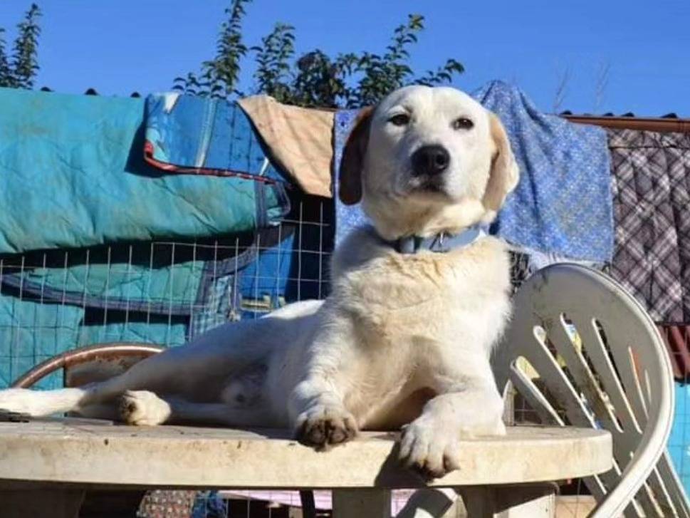 Vuoi adottare un cane a Chieti?