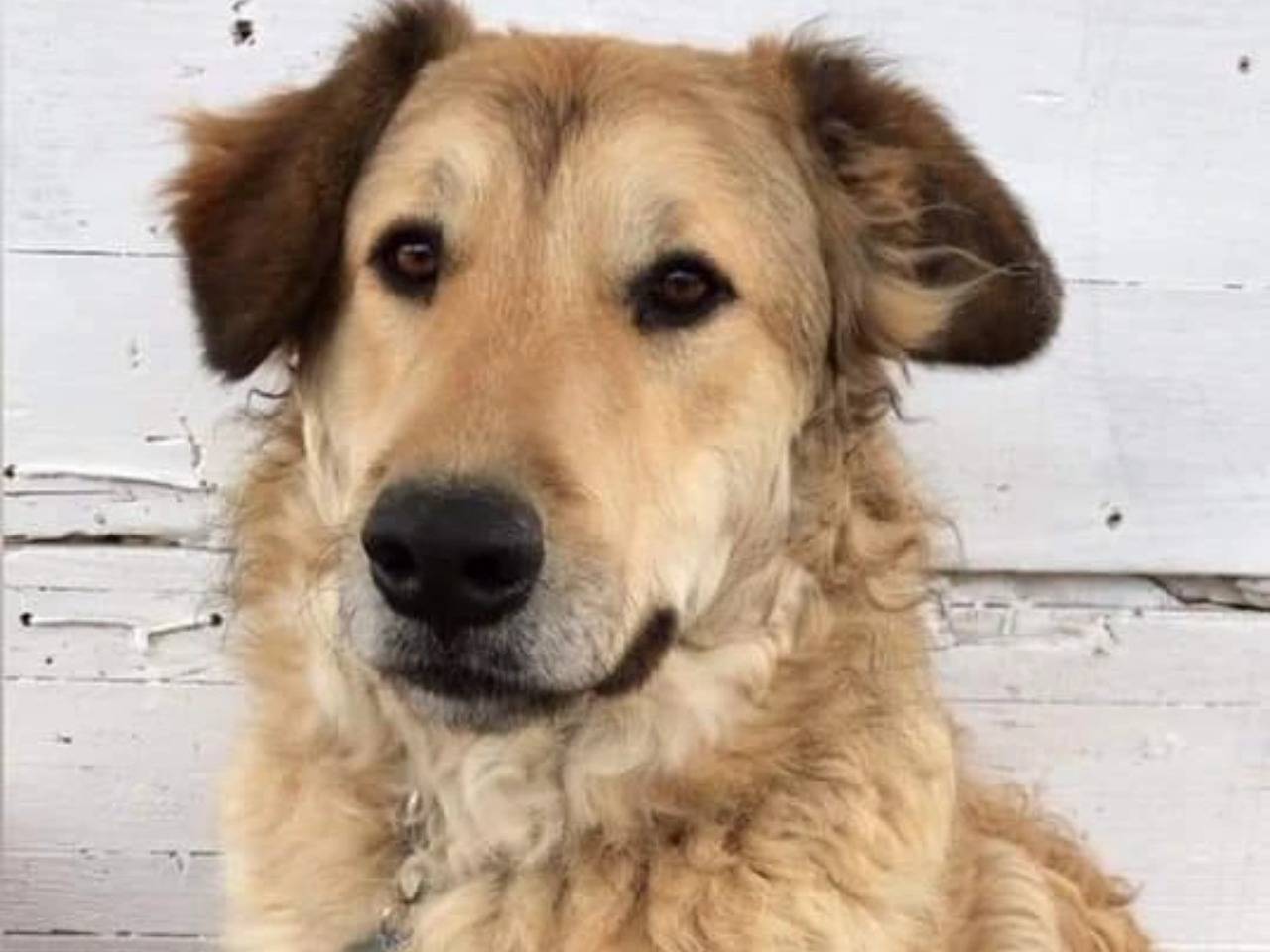 Adozione cane, maschio, Razza sconosciuta Razza sconosciuta, 5 anni e 11 mesi, taglia media contenuta, Chieti