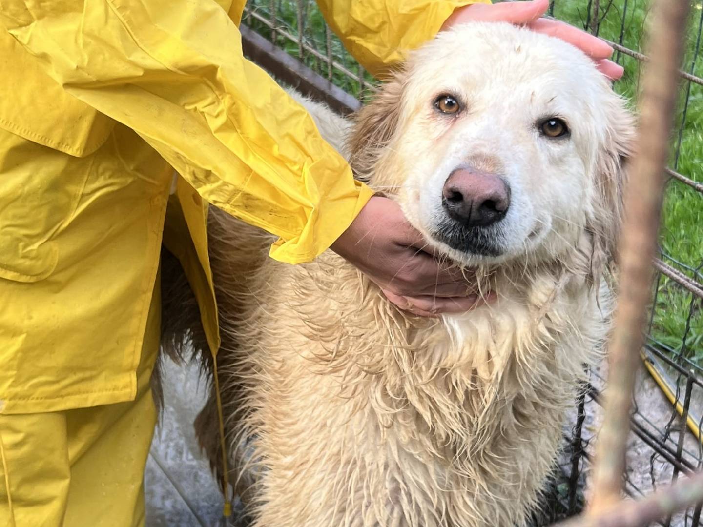 Adotta un cane, femmina, 3 anni e 1 mese, Messina