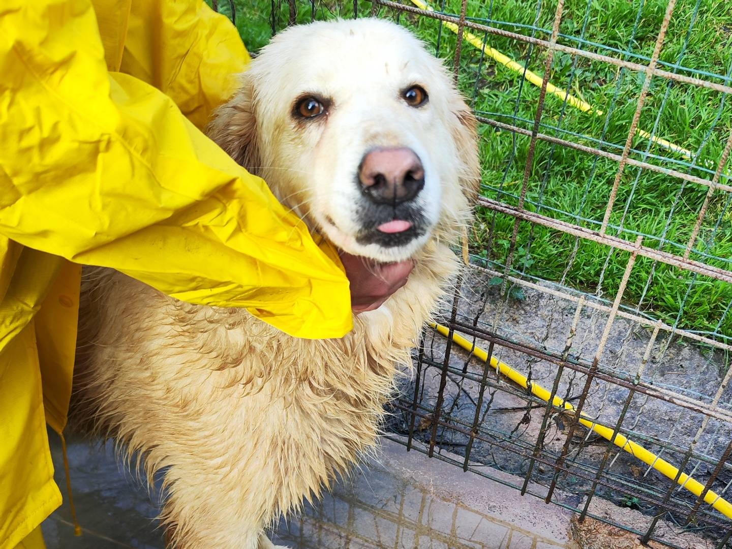 Adotta un cane, taglia media, femmina, Messina