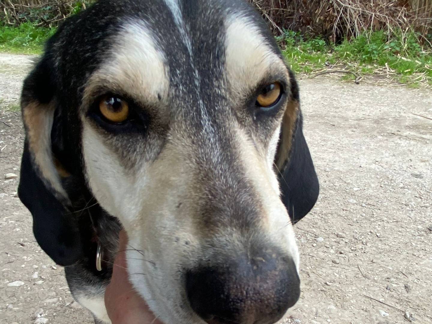 Adotta il cane Davide a Chieti