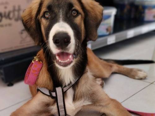 Adozione cane, maschio, Razza sconosciuta Razza sconosciuta, 3 anni e 11 mesi, taglia media, Chieti