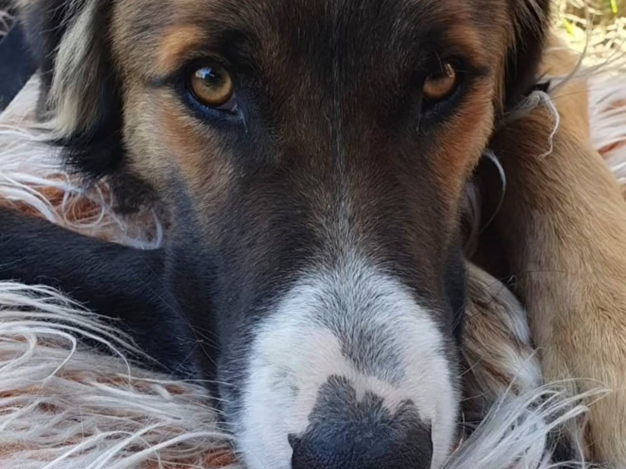 Adotta un cane, maschio, 3 anni e 11 mesi, Chieti