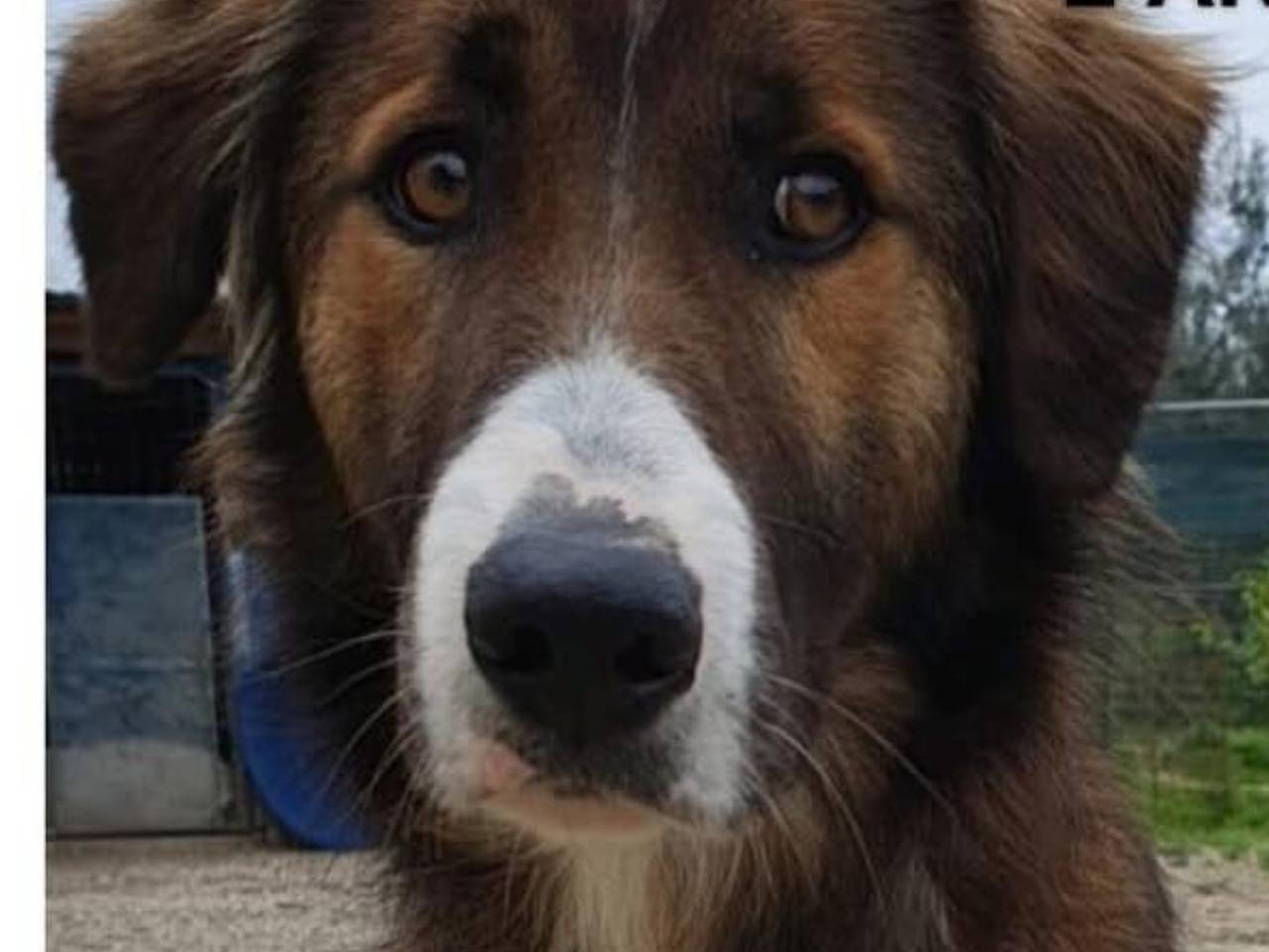 Adotta un cane, taglia media, maschio, Chieti