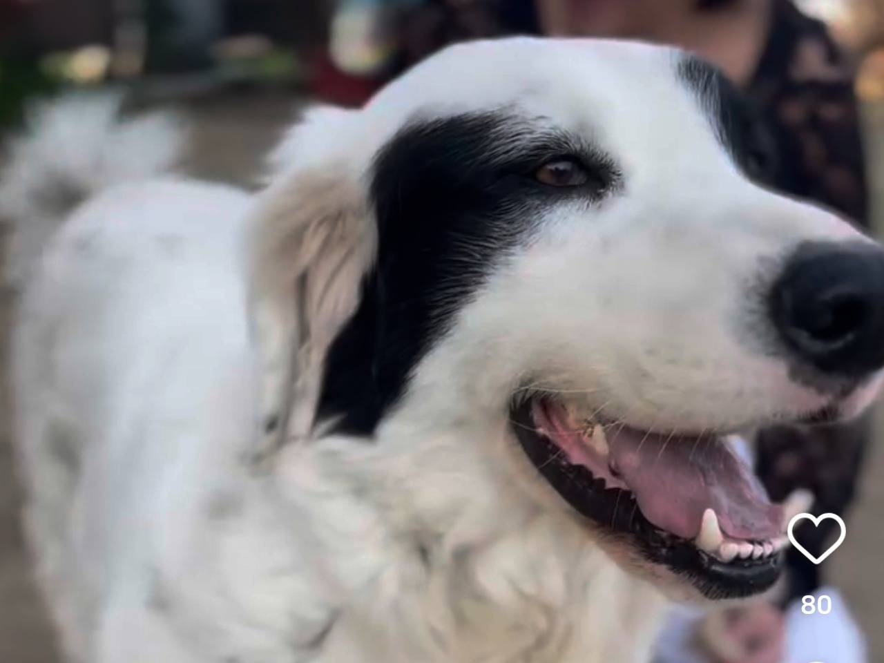 Adotta un cane, taglia media contenuta, maschio, Chieti