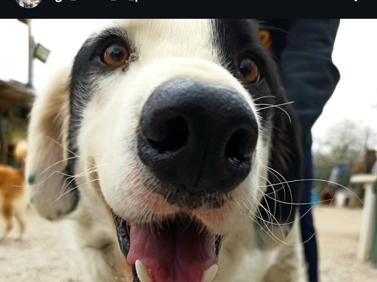 Vuoi adottare un cane a Chieti?