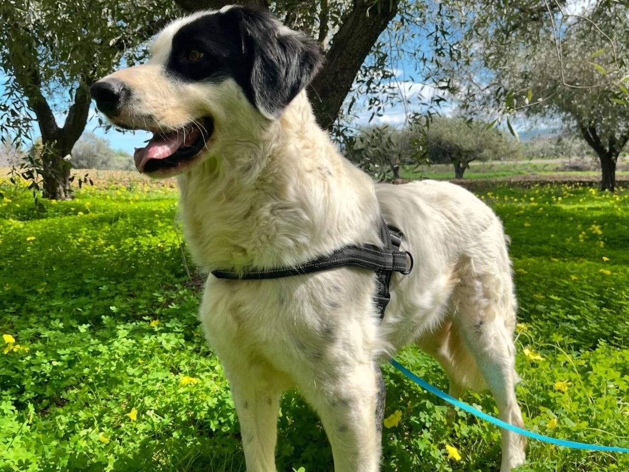 Adotta il cane Eraldo a Chieti