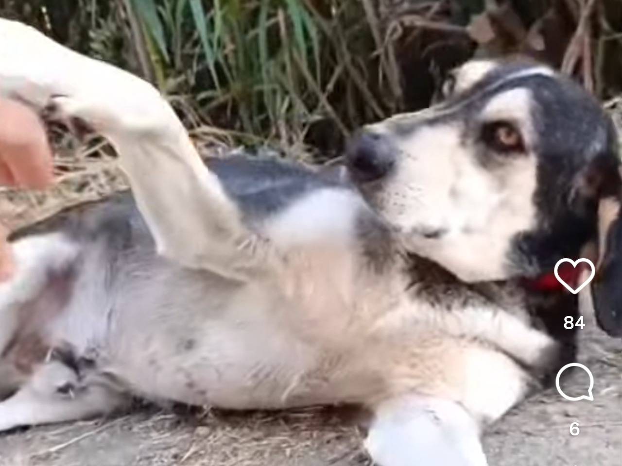 Adotta un cane, taglia media, maschio, Chieti