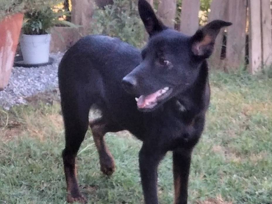 Adozione cane, maschio, Razza sconosciuta Razza sconosciuta, 11 mesi, taglia media, Bologna