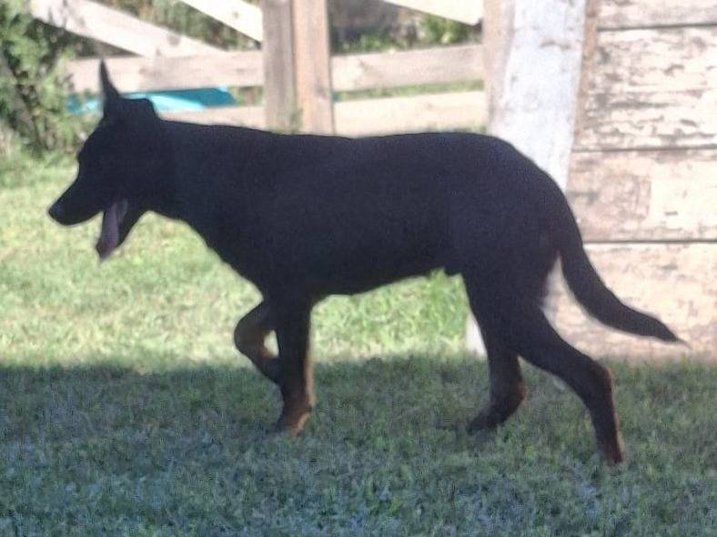 Adotta un cane, taglia media, maschio, Bologna