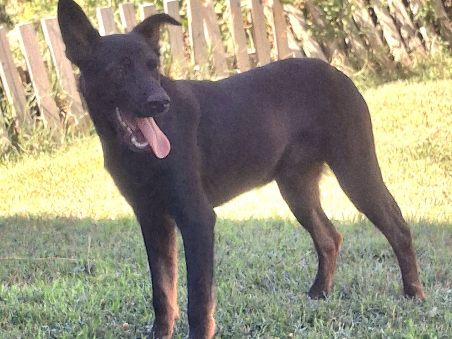 Vuoi adottare un cane a Bologna?