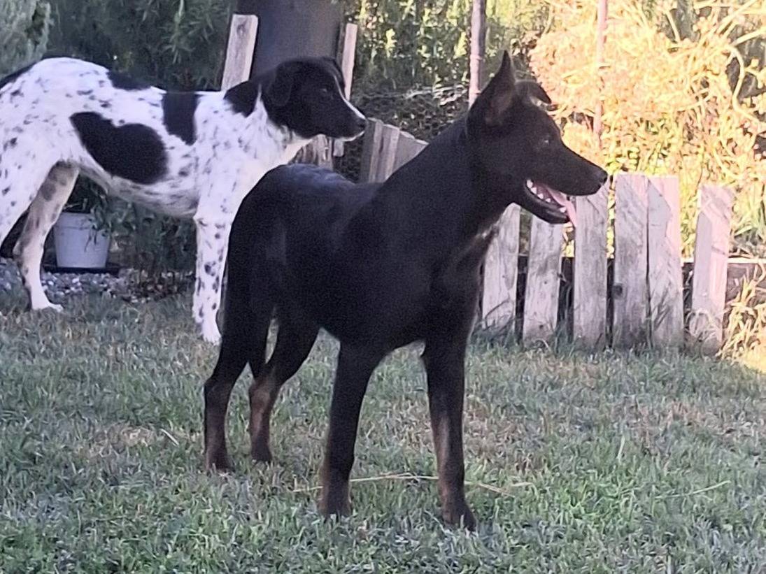 Adotta il cane black a Bologna