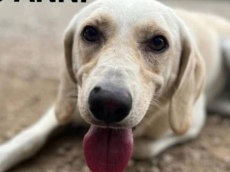 Vuoi adottare un cane a Chieti?