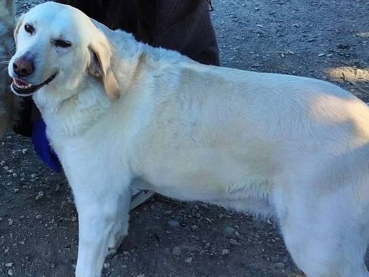 Adotta il cane Piuma a Chieti