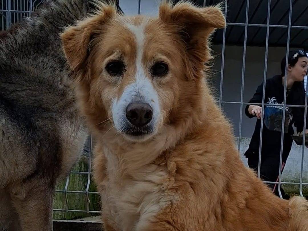 Adotta il cane Sonny a Bari