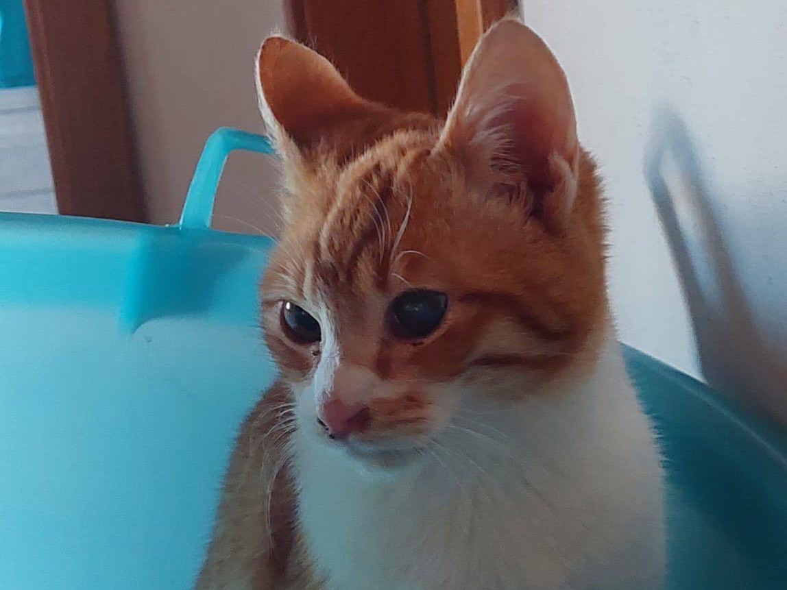 Vuoi adottare un gatto a Trento?