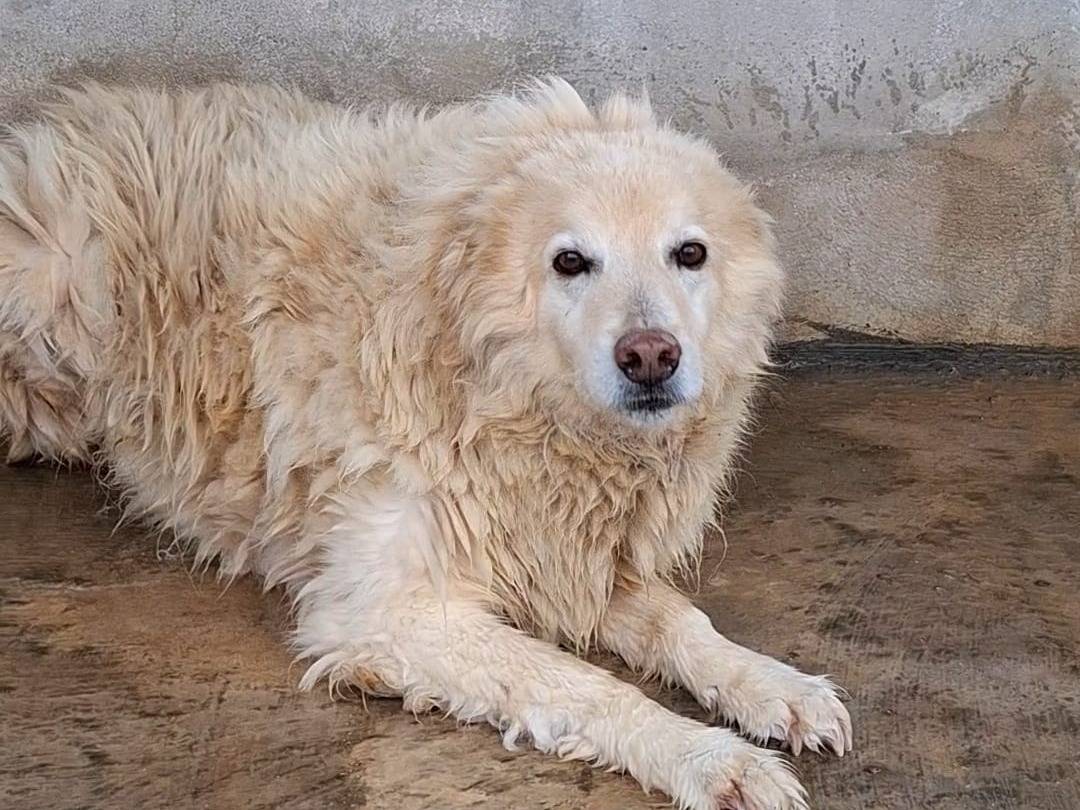 Adotta il cane Alex a Bari