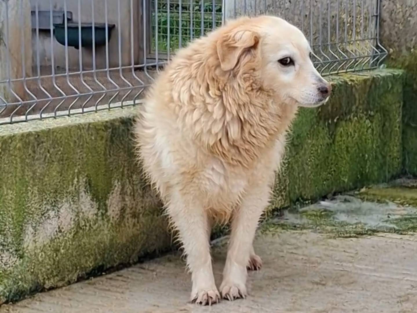 Adotta un cane, femmina, 11 anni e 10 mesi, Bari