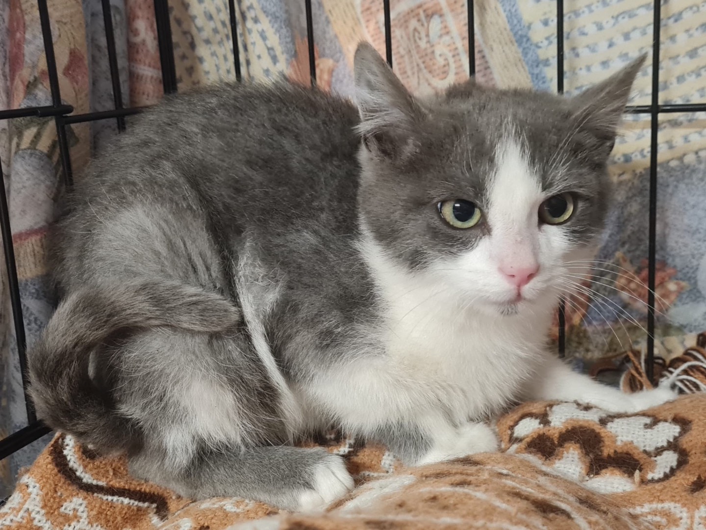 Adotta un gatto, maschio, 7 mesi, Trento