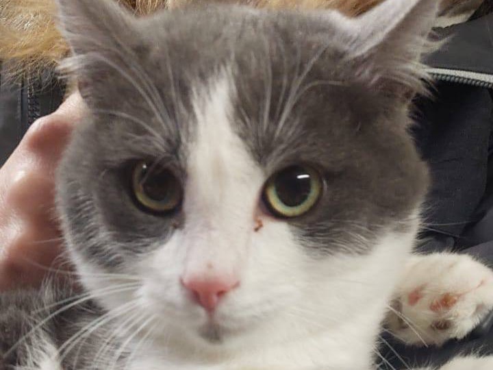 Adotta un gatto, taglia non valida, maschio, Trento