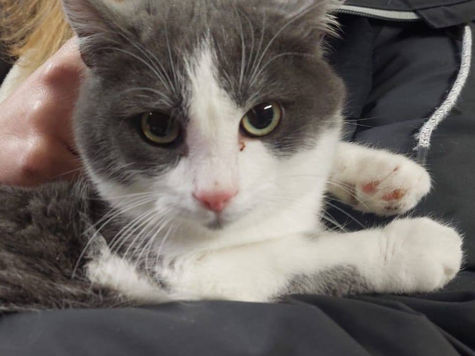 Vuoi adottare un gatto a Trento?