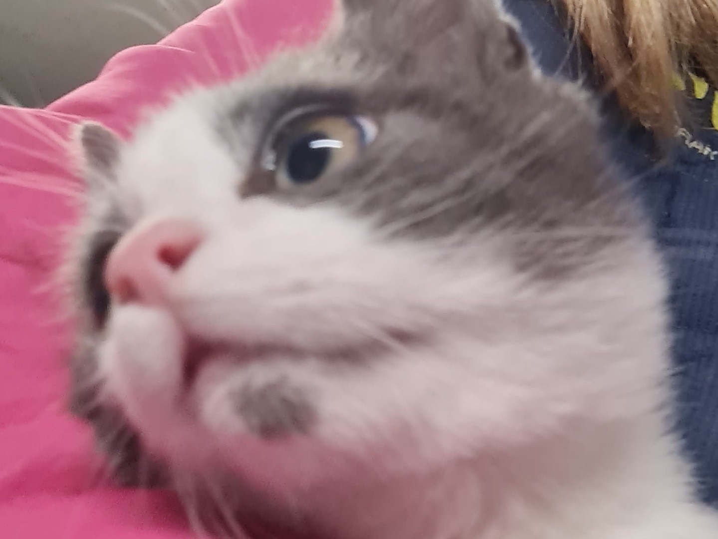 Adotta il gatto Grey a Trento