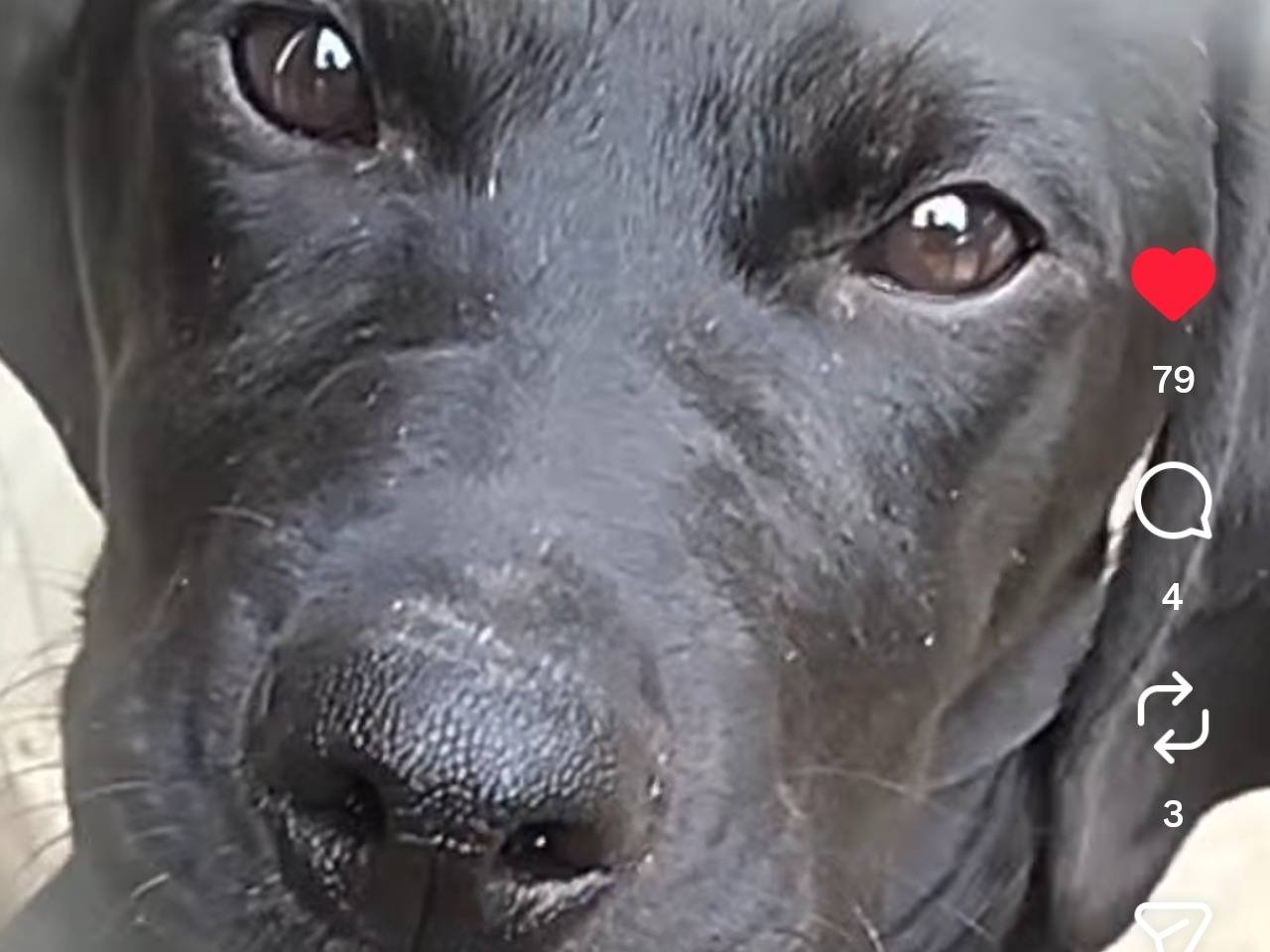 Adotta un cane, femmina, 3 mesi, Chieti