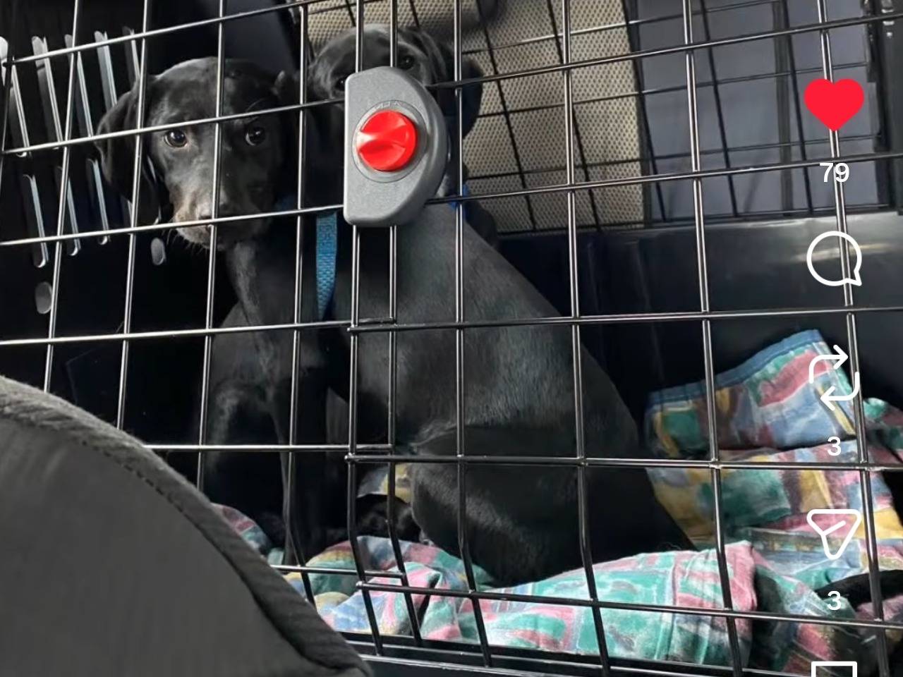 Adotta un cane, taglia piccola, femmina, Chieti