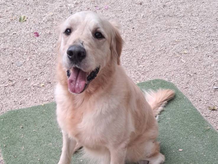 Adozione cane, maschio, Golden Retriever Razza sconosciuta, 2 anni e 10 mesi, taglia media, Milano