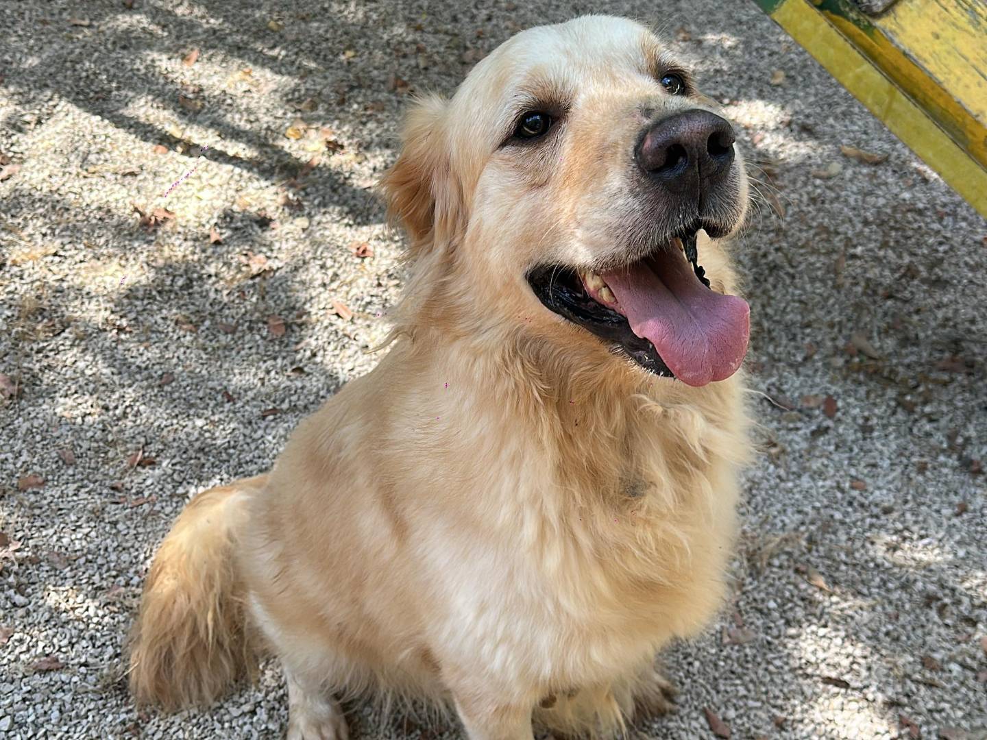 Adotta un cane, maschio, 2 anni e 10 mesi, Milano