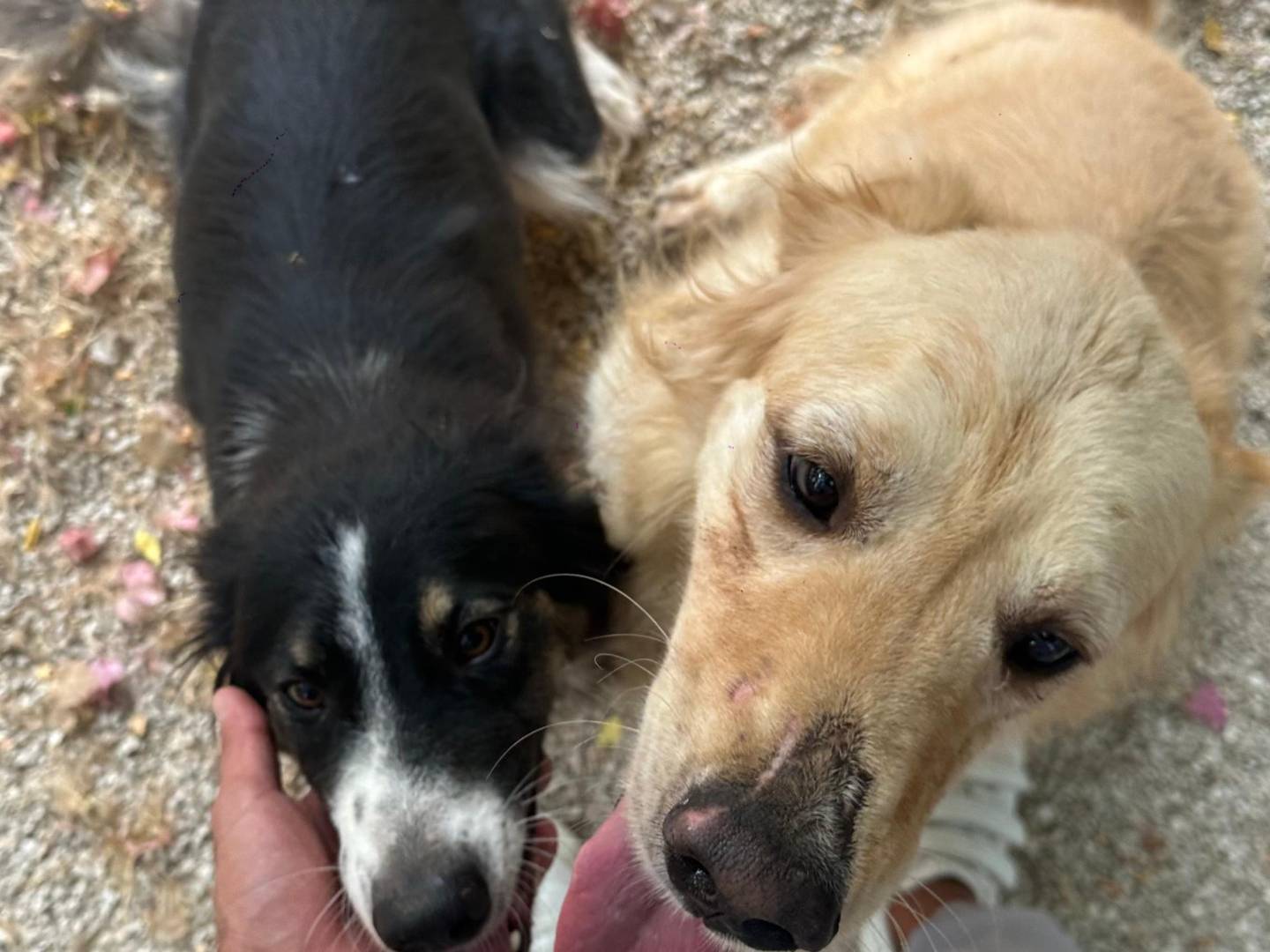 Adotta un cane, taglia media, maschio, Milano