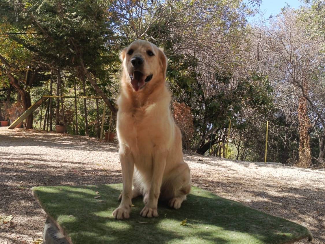 Vuoi adottare un cane a Milano?