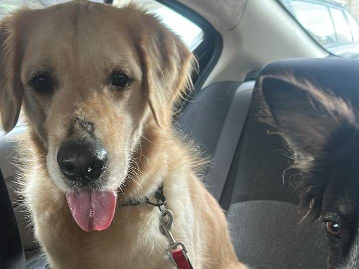 Adotta il cane Casper a Milano