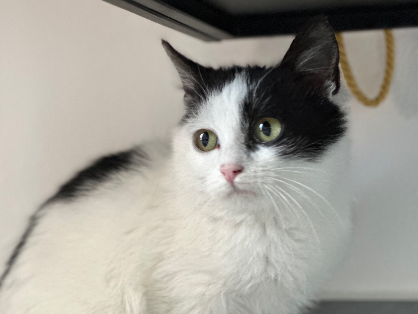 Vuoi adottare un gatto a Brescia?