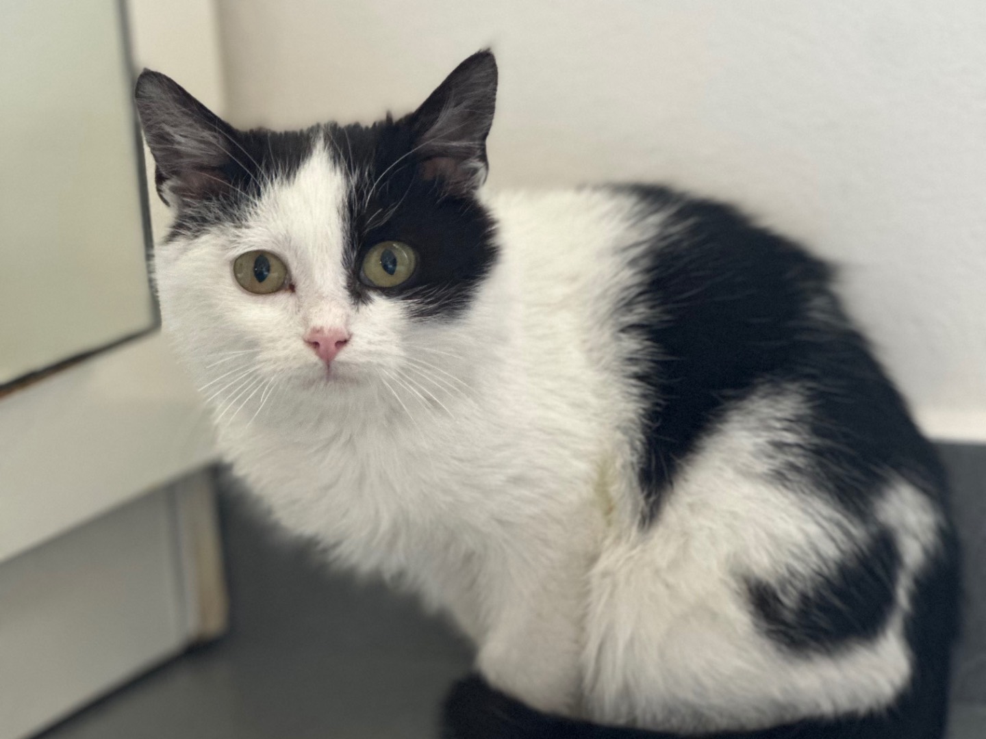 Adotta il gatto Ciccina a Brescia