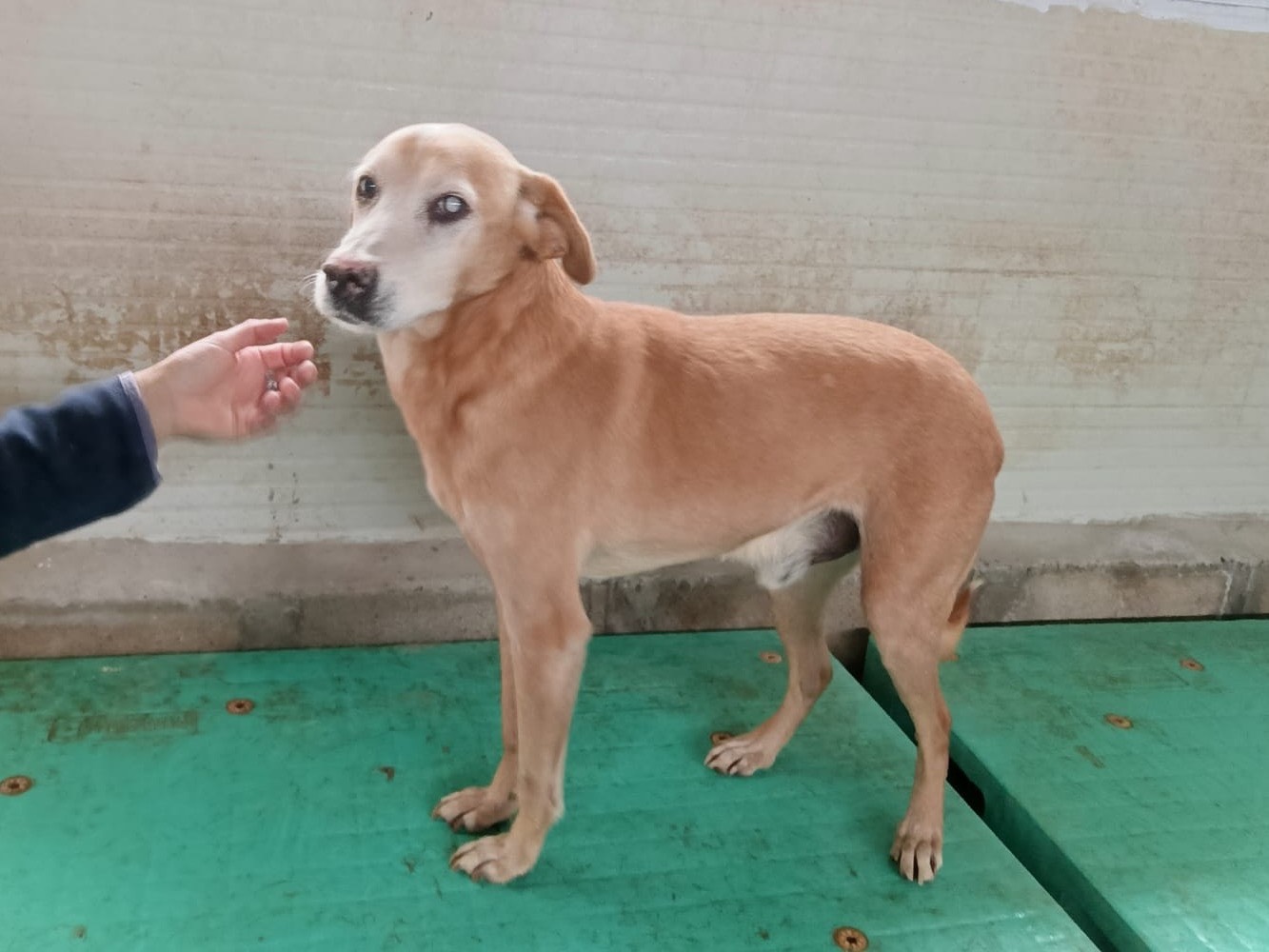 Adotta un cane, maschio, 8 anni e 9 mesi, Pordenone